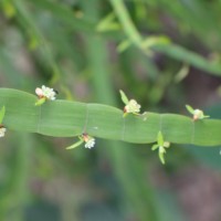 Muehlenbeckia platyclada (F.Muell.) Meisn.